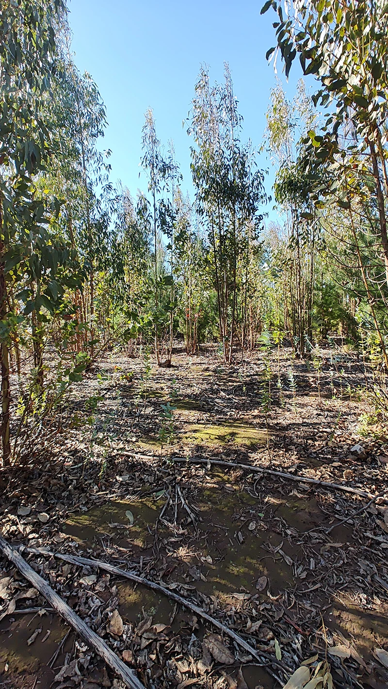 parcelas con rol propio en Pichilemu – Proyecto Alto Pichilemu 2